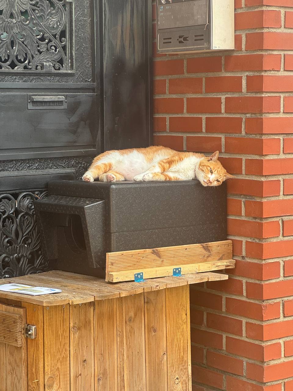 펫플릭스_이미지